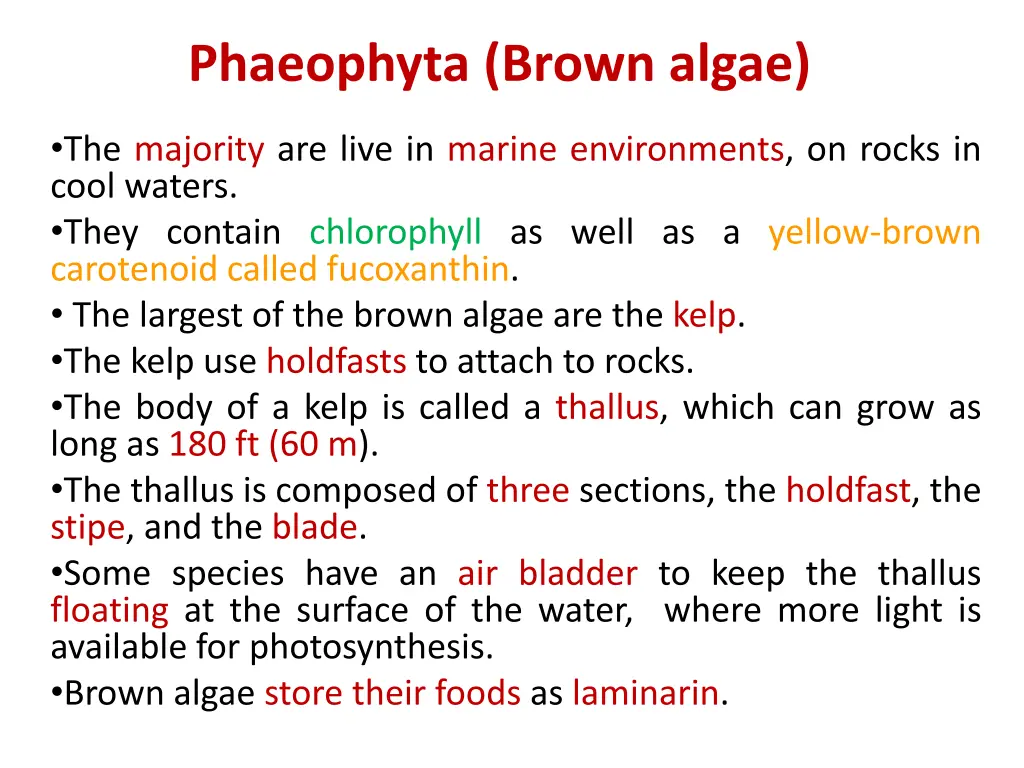 Red Powerpoint Examples Phaeophyta (Brown Algae) and Rhodophyta (Red Algae) PPT | SlideOrbit